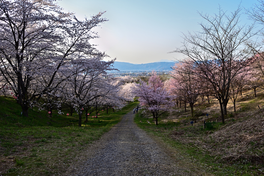 桜の山の日は傾いて