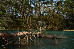 森と水のロマン