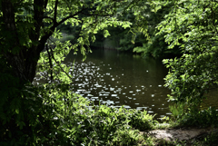 沼の風景