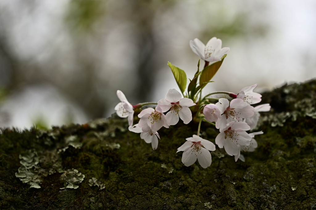 世の中に 絶えて桜の 無かりせば・・・