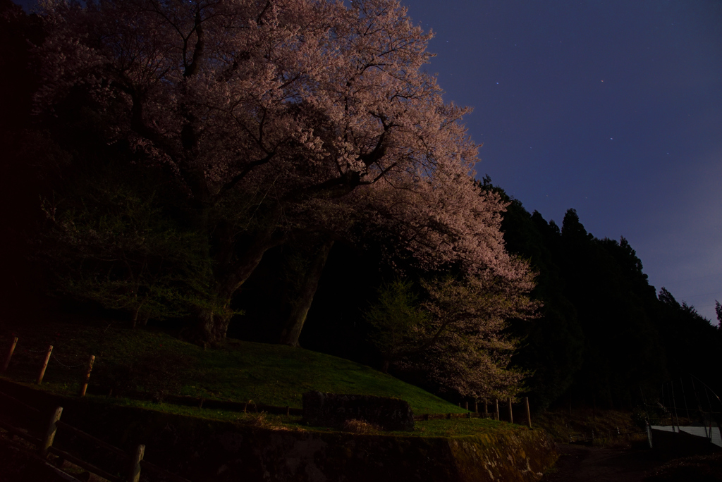 夜桜