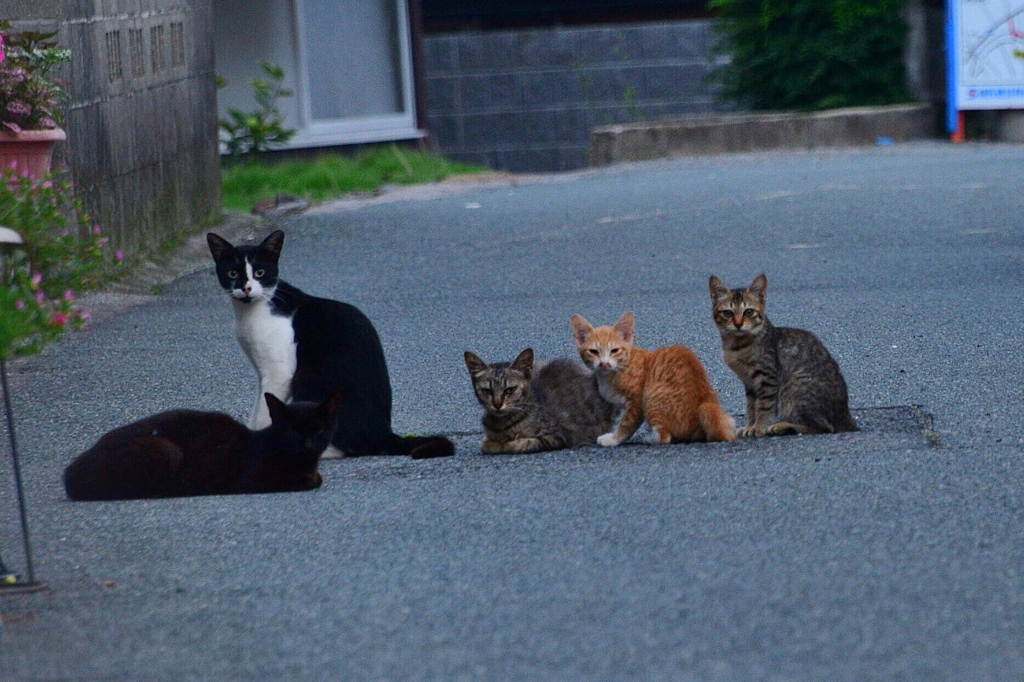 にゃにゃにゃにゃ