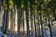 ほんのり雪化粧