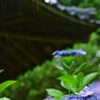 梅雨