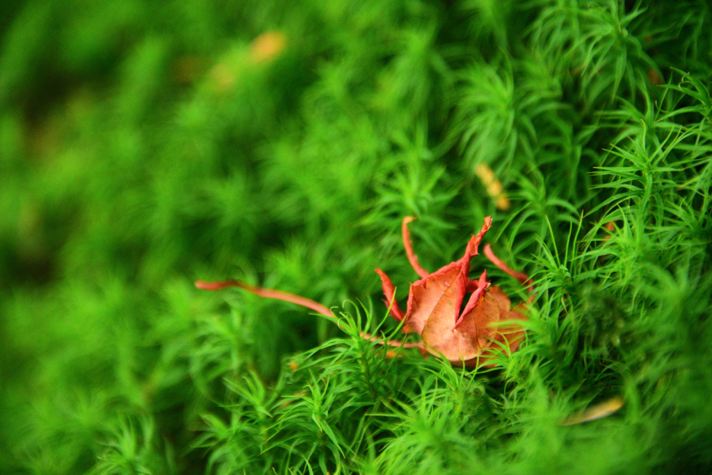 紅一点