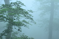 霧中