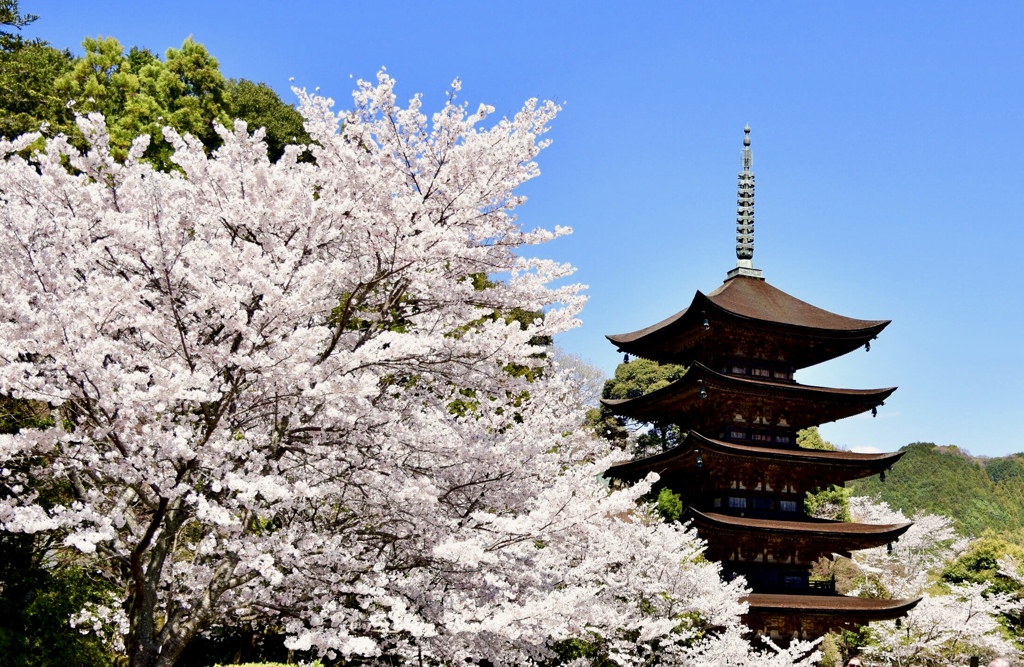 瑠璃光寺 桜 1