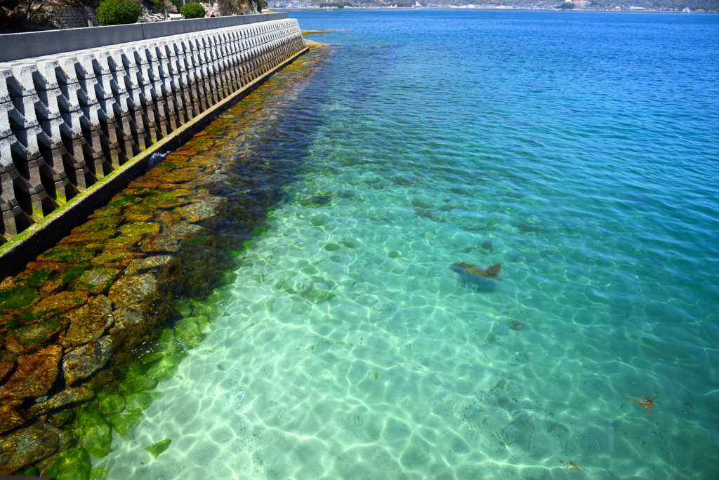 大久野島の海