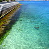 大久野島の海