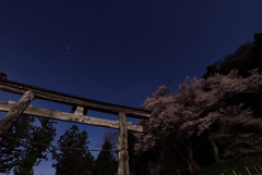 鳥居と桜