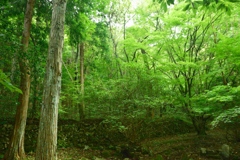 山散歩