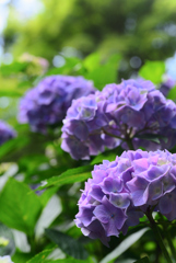 梅雨の花