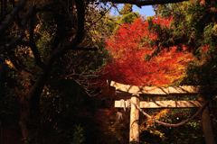 鳥居を添えて