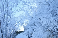 雪道歩く