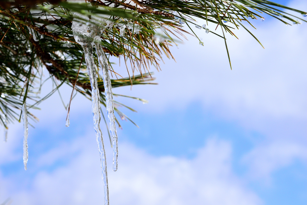 晴れのち氷柱