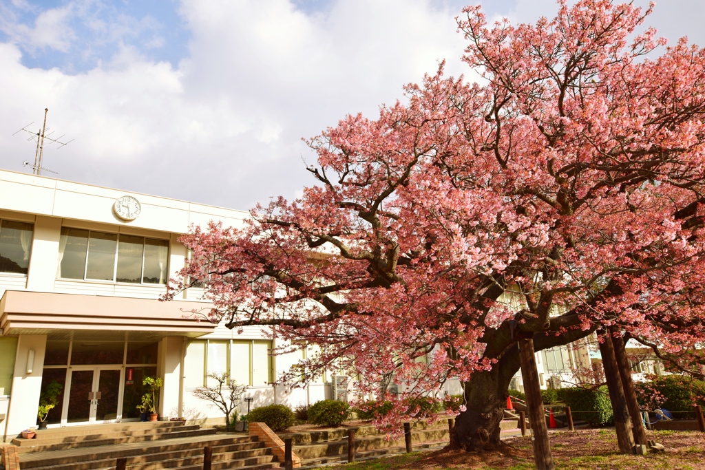 校庭の桜