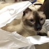お持ち帰り