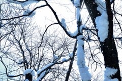 雪の木