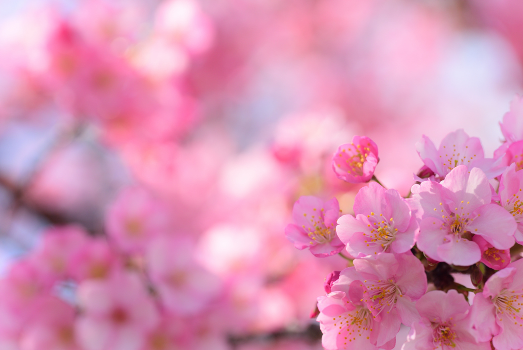 桜