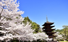 瑠璃光寺 桜 2