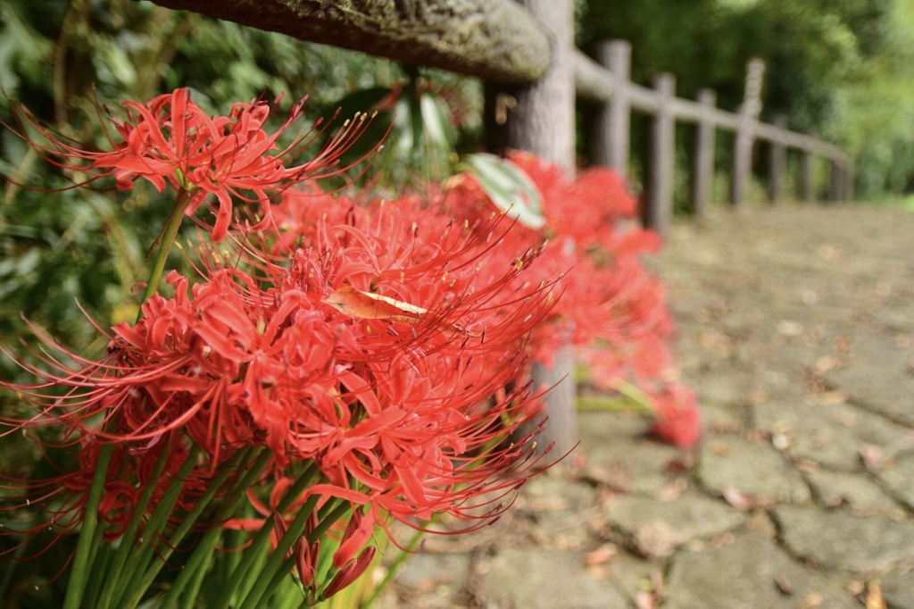道端に咲く