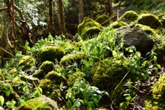 山歩き  ~苔~ 3