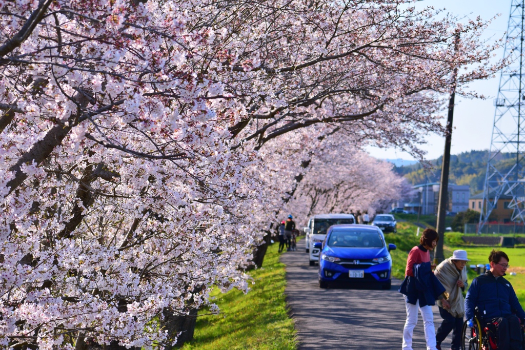 桜散歩