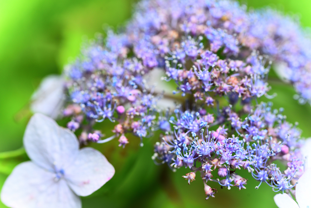 小さき花達