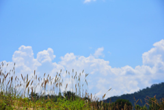夏