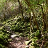 山歩き  ~苔~ 4