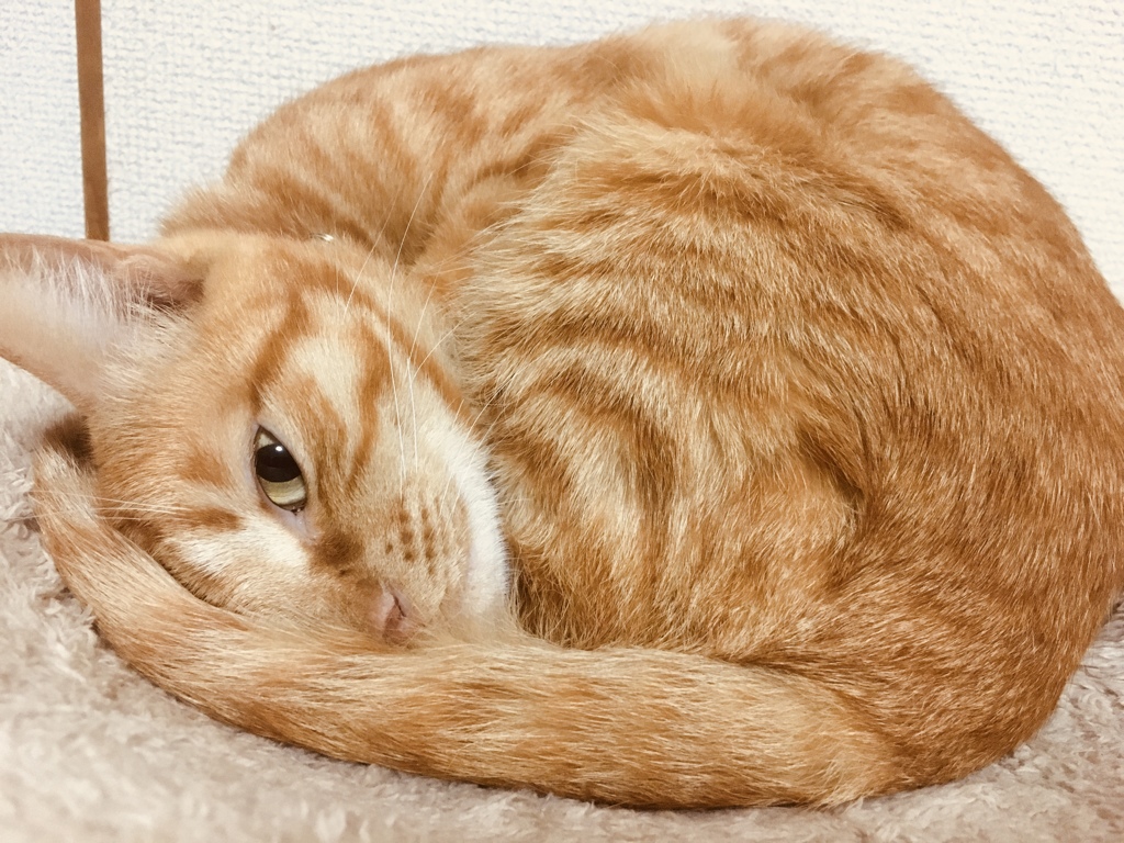 丸くなる