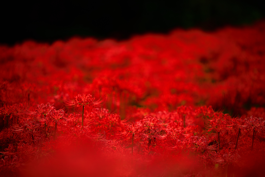 曼珠沙華