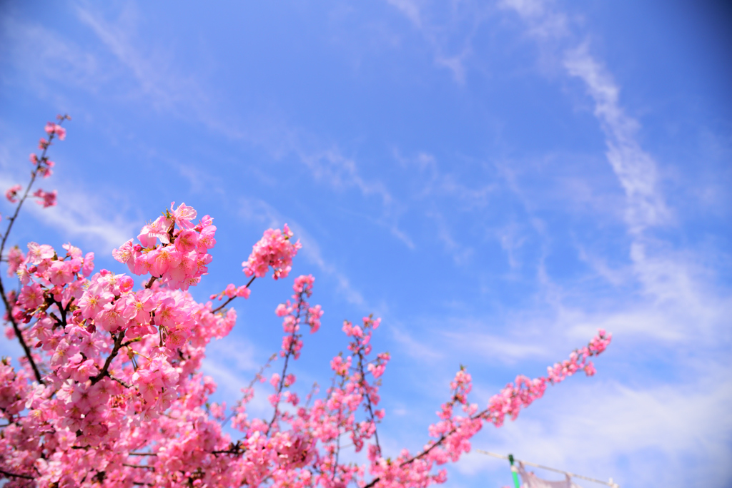 桜と青空