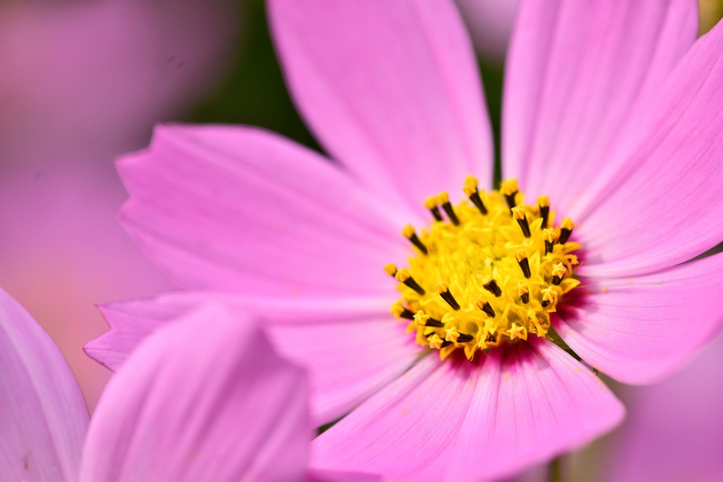 秋桜