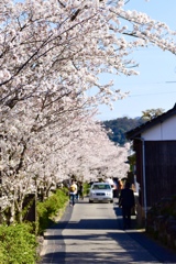 桜道