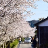 桜道