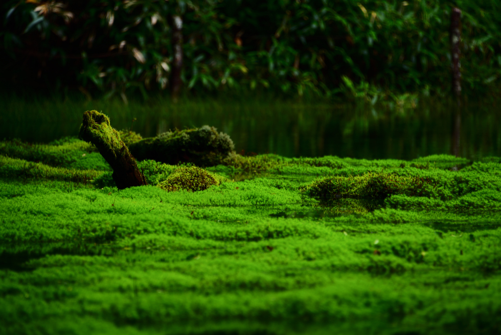 苔原