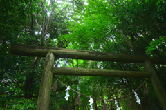 森の鳥居