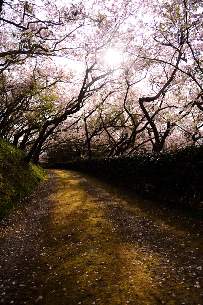 桜道