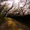 桜道