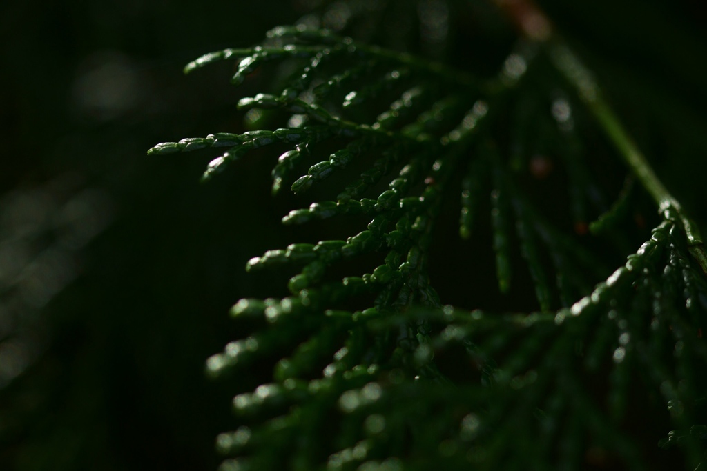 シックな感じに