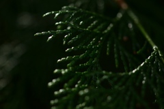 シックな感じに