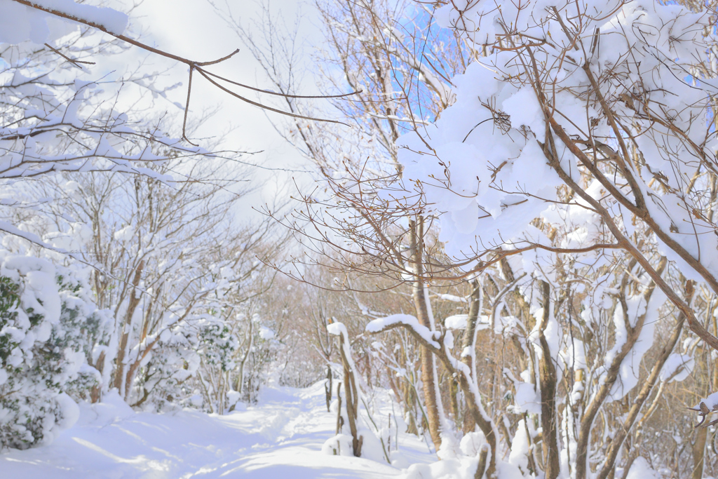 冬の山道