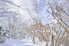 冬の山道