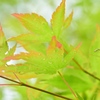 涼やか