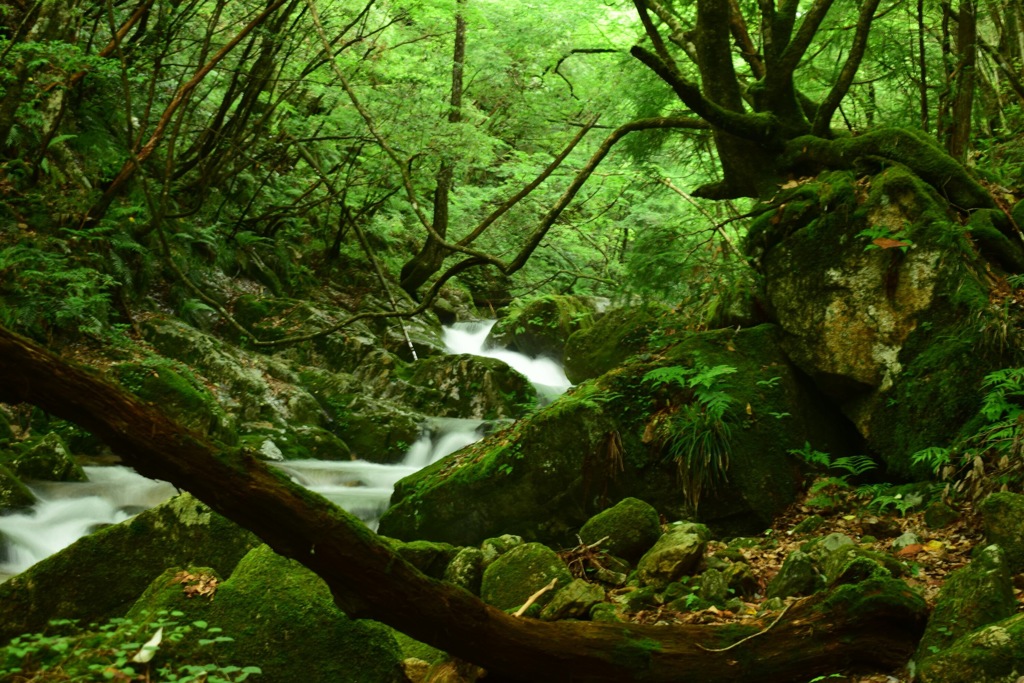 山散歩