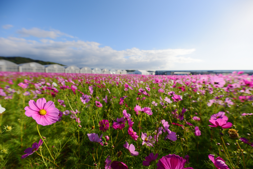 花の海