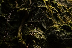 苔むす