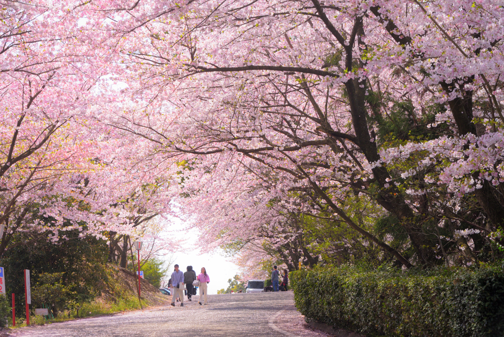 桜坂