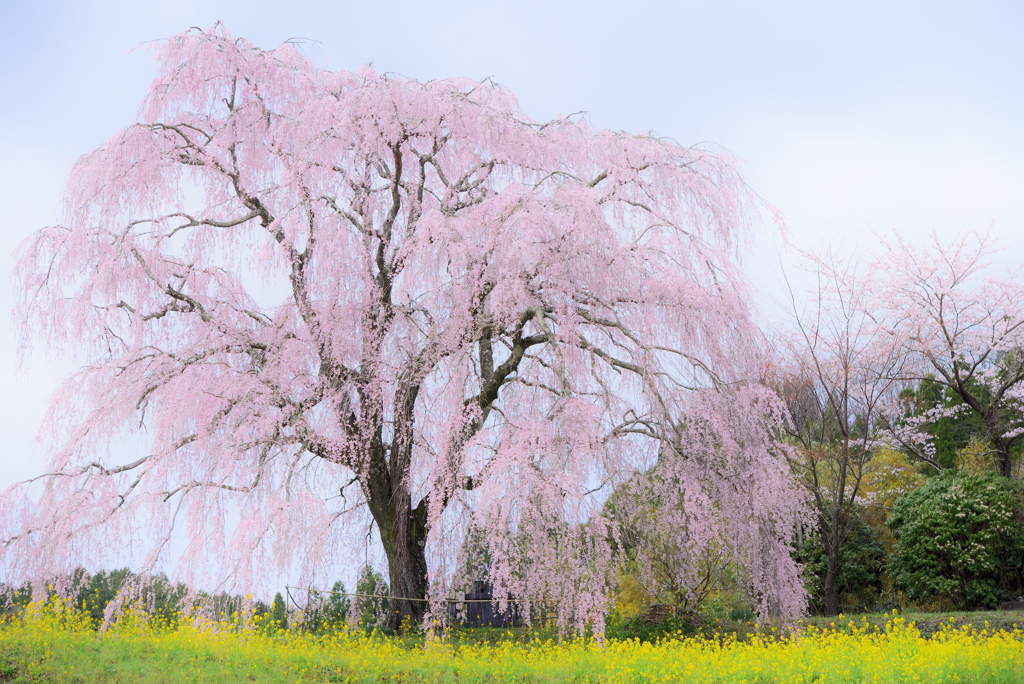 竹田の墓守桜